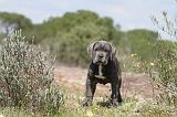 CANE CORSO 326